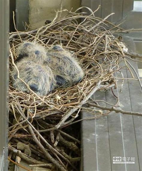 班鳩築巢風水|【家中有鳥築巢】鳥築巢兆頭！家中有鳥築巢的風水好運